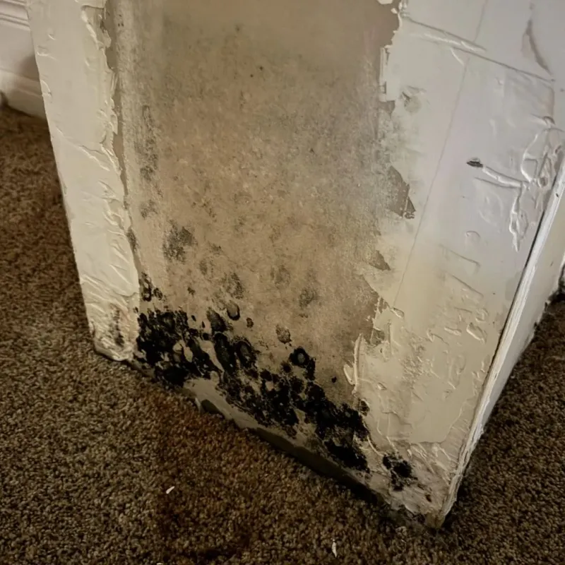 Professional Mold Removal in Dallas, TX